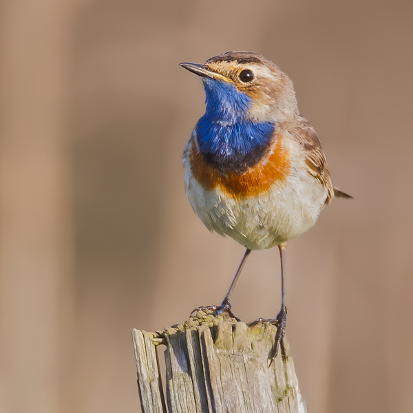 Blauwborst PascalDeMunck