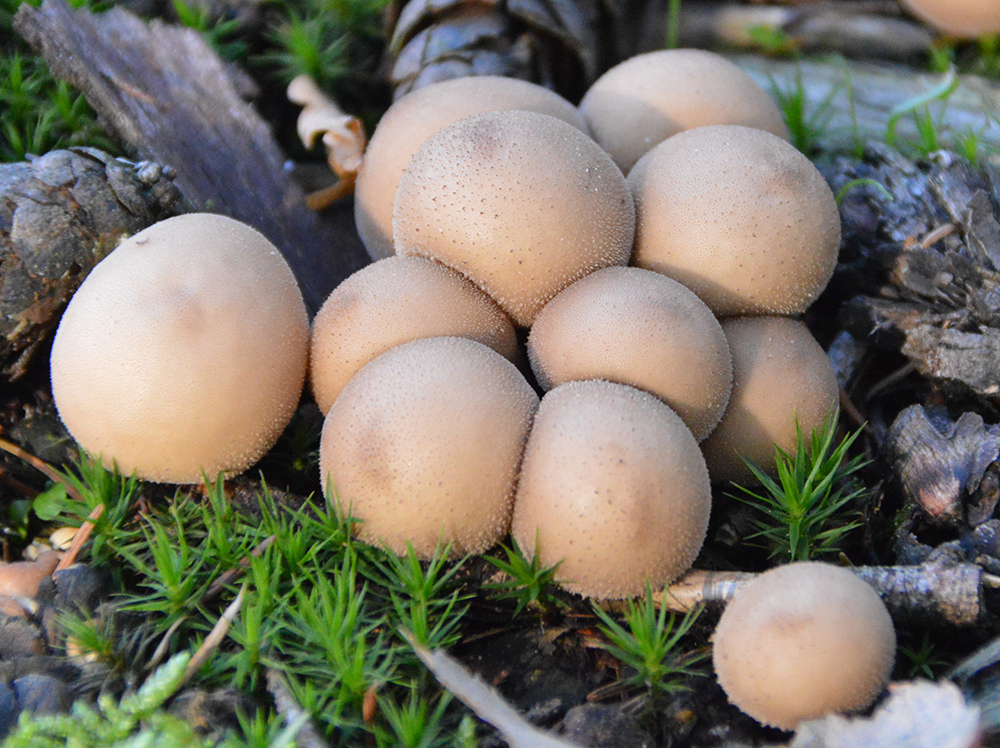 marsepeinen bolletjes