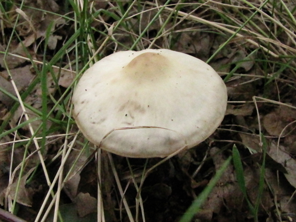 botercollybia_sgs10i20_cn271r2