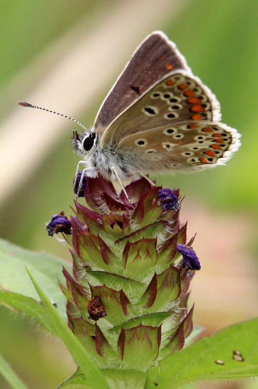 bruin blauwtje