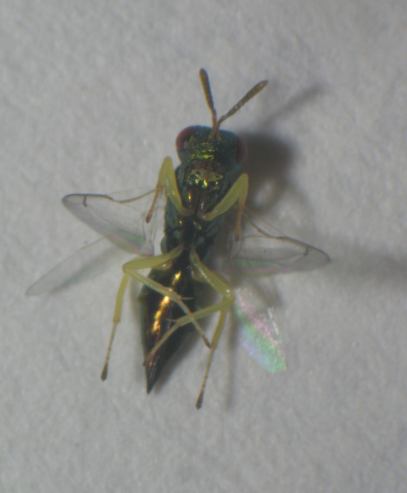 Mesopolobusfasciiventris 82006333