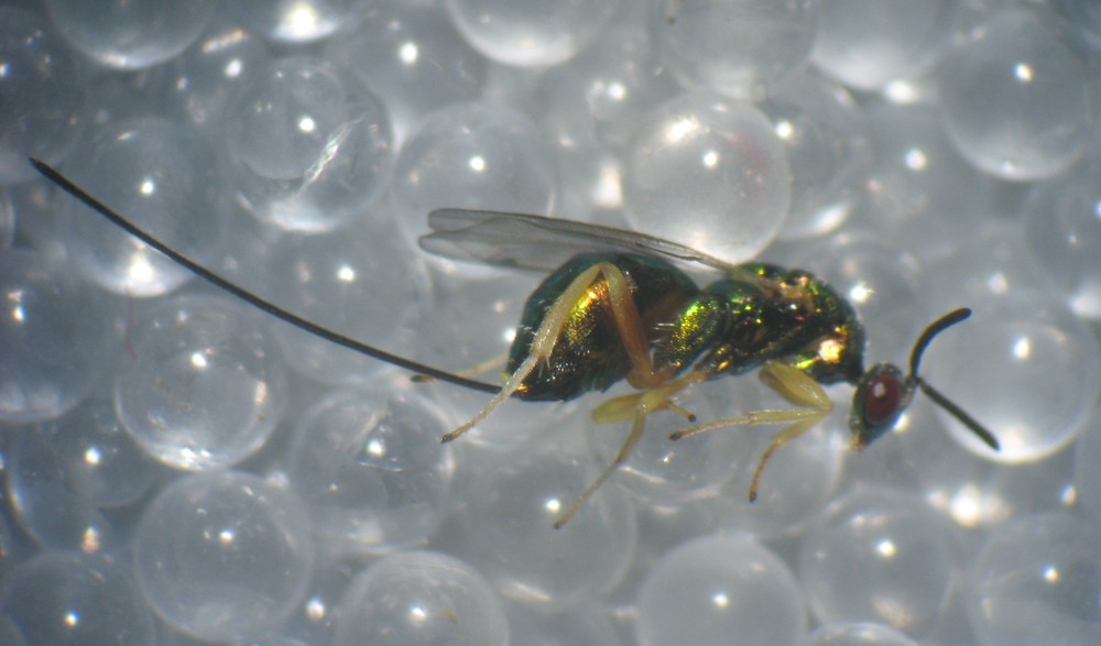 Torymus auratus 82216201