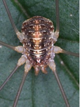 opilio canestrinii1