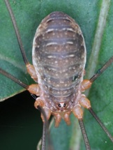 opilio canestrinii2