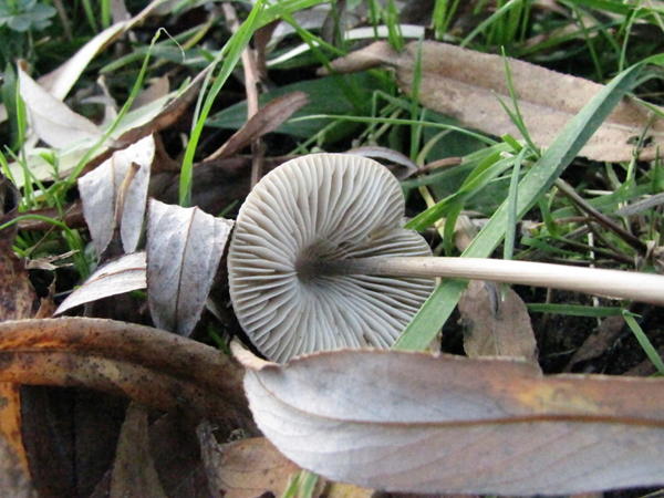 streepsteelmycena_sgs10k08_cn681r2